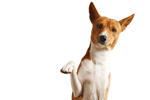 friendly-smart-basenji-dog-giving-his-paw-close-up-isolated-white-removebg-preview